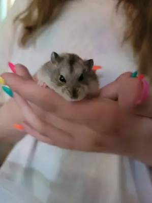 我们提供稀有品种韩国仓鼠的免费领养。