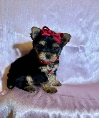 待领养的茶杯约克夏梗幼犬