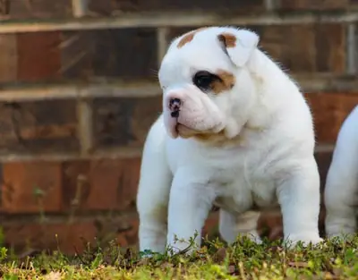 healthier English Bulldog puppies for good homes