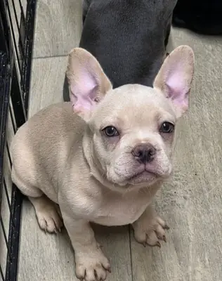 Unique markings make this pup special.