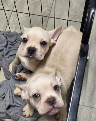 Beautifully marked dapple puppy seeks family.