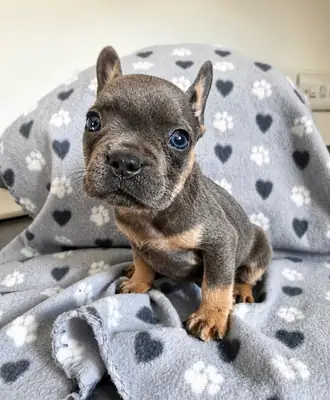 漂亮的红色法国斗牛犬幼犬已准备好。