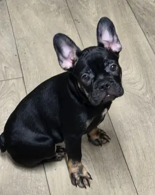 Unique markings make this pup special