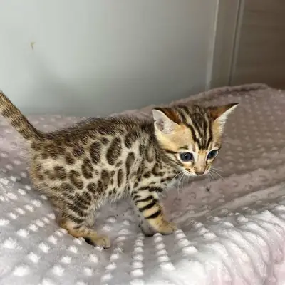 Chatons du Bengale à adopter