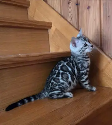 Cute Bengal kitten’s for Rehoming 