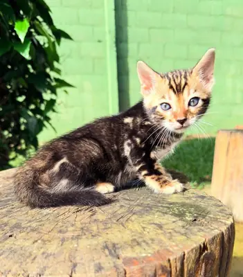 Adorable Bengal kitten’s for Rehoming