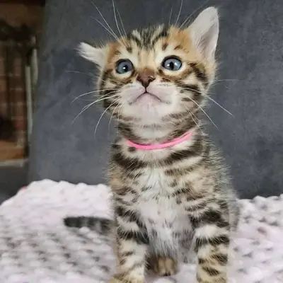 Healthy Bengal kitten’s available