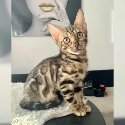 Priceless Bengal kitten’s available