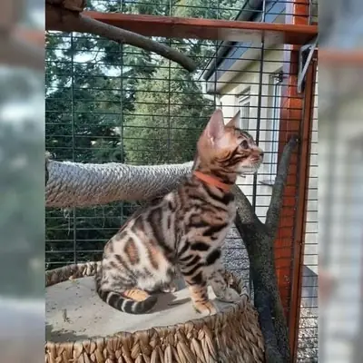 Gorgeous Bengal kitten’s available