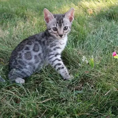 Chatons Bengal adorables disponibles