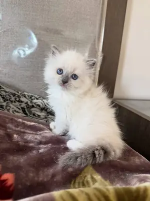 Gorgeous Ragdoll kitten’s available