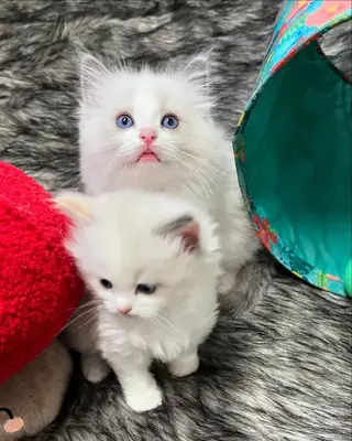 Cute Male and female Ragdoll kitten’s available