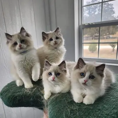 Cute Male and female Ragdoll kitten’s