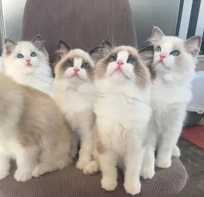 Adorable Male and female Ragdoll kitten’s