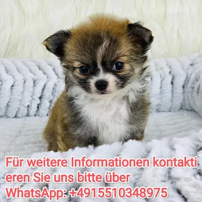 Adorable Chihuahua puppies