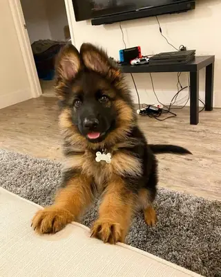 Regalo pastor Aleman disponibles para adopción(+34631898680)