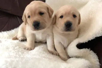 Regalo Labrador disponibles para adopción(+34631898680)