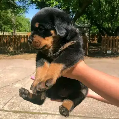 Cute and adorable Rottweiler puppies available for adoption 