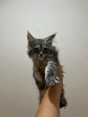 纯种缅因猫幼崽——父母均已在SCR注册