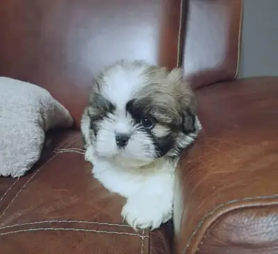 Cachorros Shih-Tzu machos y hembras disponibles.