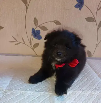 Pomeranya Yavruları Mevcut