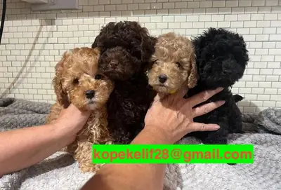 等待领养的贵宾犬幼崽
