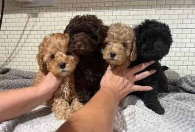 Sahiplendirilmeyi bekleyen Poodle yavruları