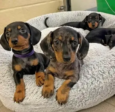 Hediye Dachshund yavrularımız mevcut