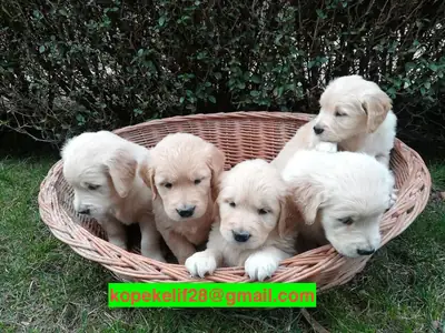 母犬和公犬金毛寻回犬幼崽（领养）