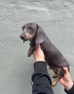 Des chiots teckels mâles et femelles sont offerts en cadeau.