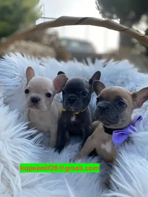 雄性和雌性法国斗牛犬幼犬作为礼物赠送。