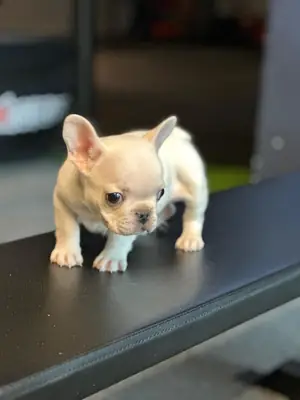 雄性和雌性法国斗牛犬幼犬被当作礼物赠送。