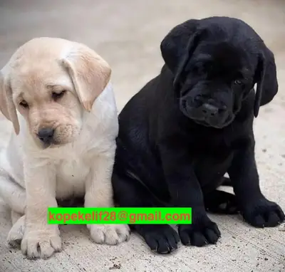 Erkek ve dişi Labrador Retriever yavruları hediye olarak veriliyor.