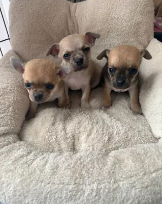 Des chiots Chihuahua mâles et femelles sont offerts en cadeau.