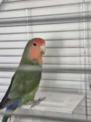 Loro del amor