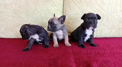 Çok tatlı Fransız Bulldog yavruları