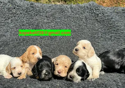 Sevimli Cocker Spaniel Yavruları