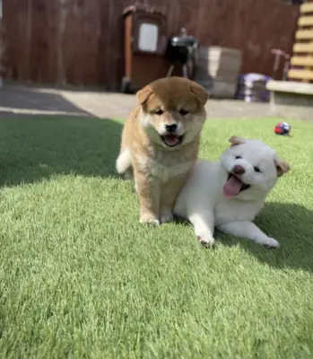 Sevimli Shiba Inu Yavruları