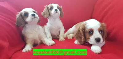 Cachorros Cavalier King Charles Spaniel muy dulces