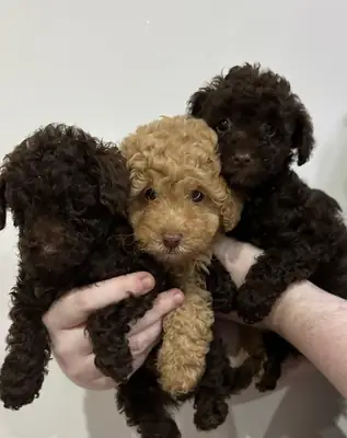 Adorables chiots caniches nains