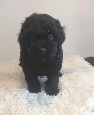 Adorables chiots caniches nains