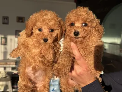Adorables chiots caniches nains
