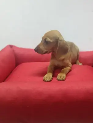 Sevimli Dachshund Yavruları