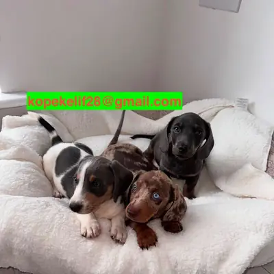Sevimli Dachshund Yavruları