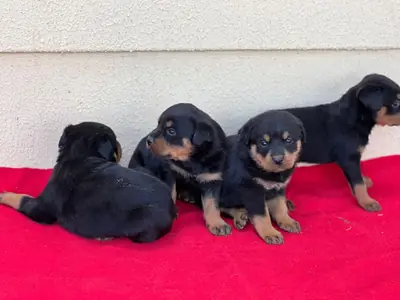 Sevimli Rottweiler Yavruları