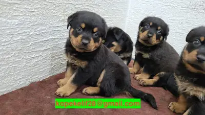 Sevimli Rottweiler Yavruları