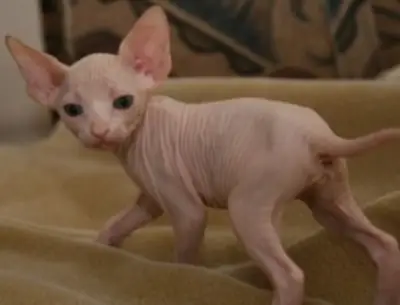 Chatons Sphynx et Ragdoll prêts à être adoptés