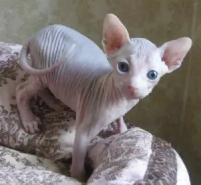 Chatons Sphynx et Ragdoll prêts à être adoptés