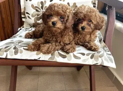 Toy Poodle male puppy with excellent home manners