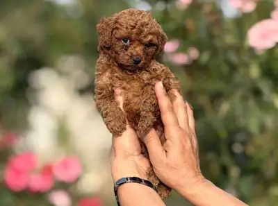 Well-raised Poodle female puppy, very people-oriented